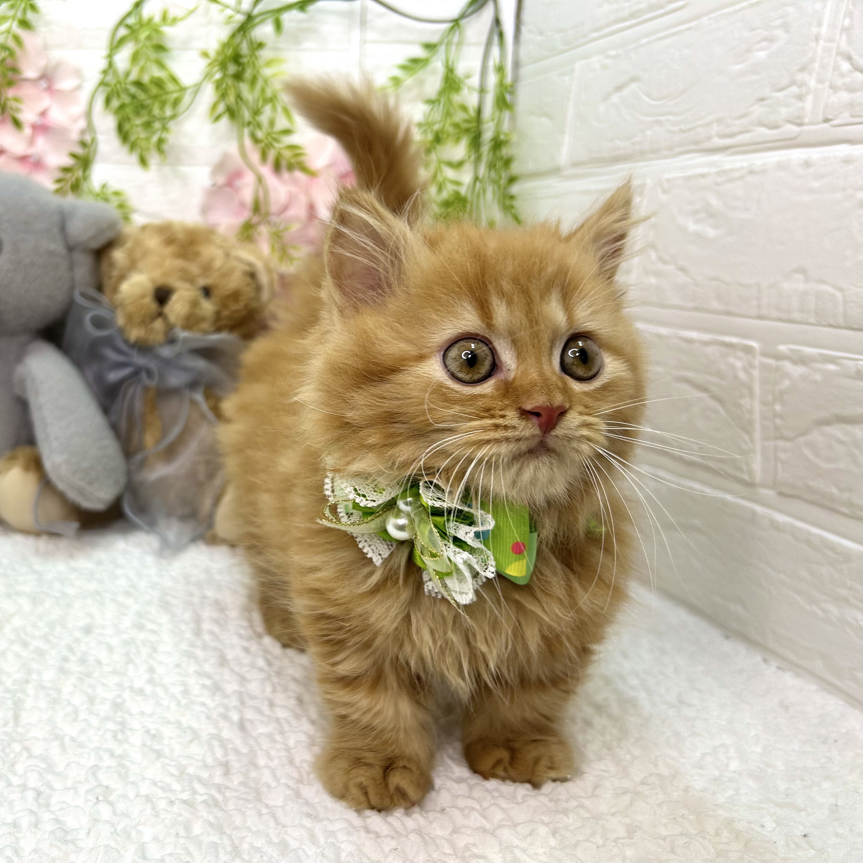 大阪府のマンチカン (ペッツワン東大阪店/2026年5月5日生まれ/男の子/レッドタビー)の子猫の3枚目の画像