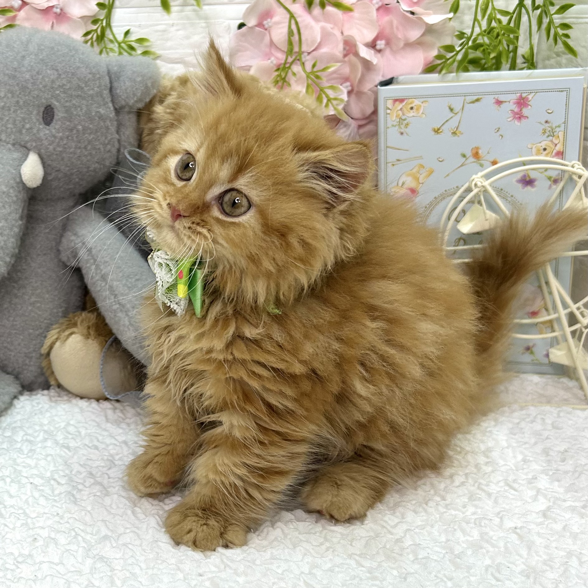 大阪府のマンチカン (ペッツワン東大阪店/2026年5月5日生まれ/男の子/レッドタビー)の子猫の1枚目の画像