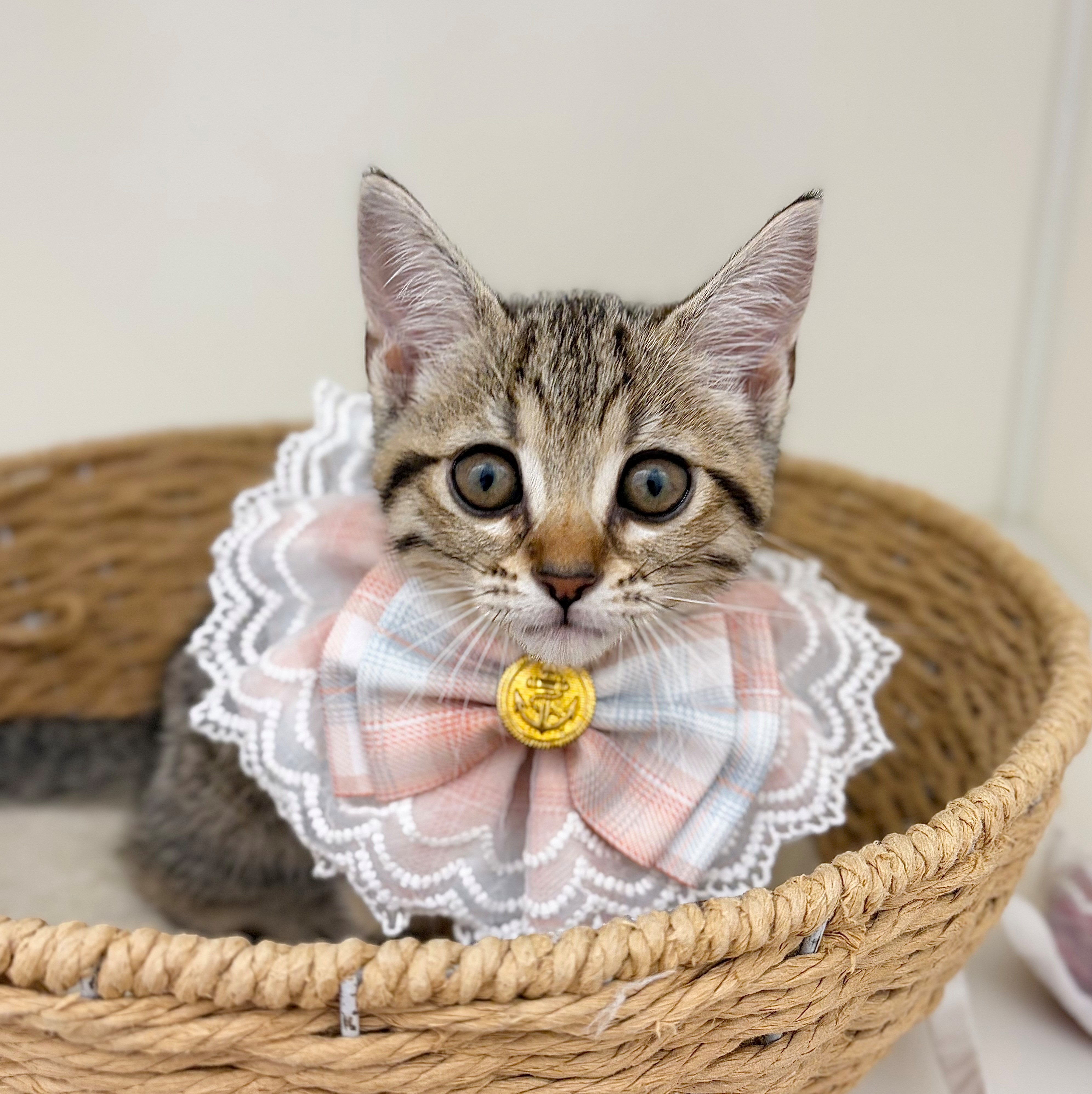 岐阜県のアメリカンショートヘアー (ペッツワン可児店/2026年5月1日生まれ/女の子/ブラウン)の子猫