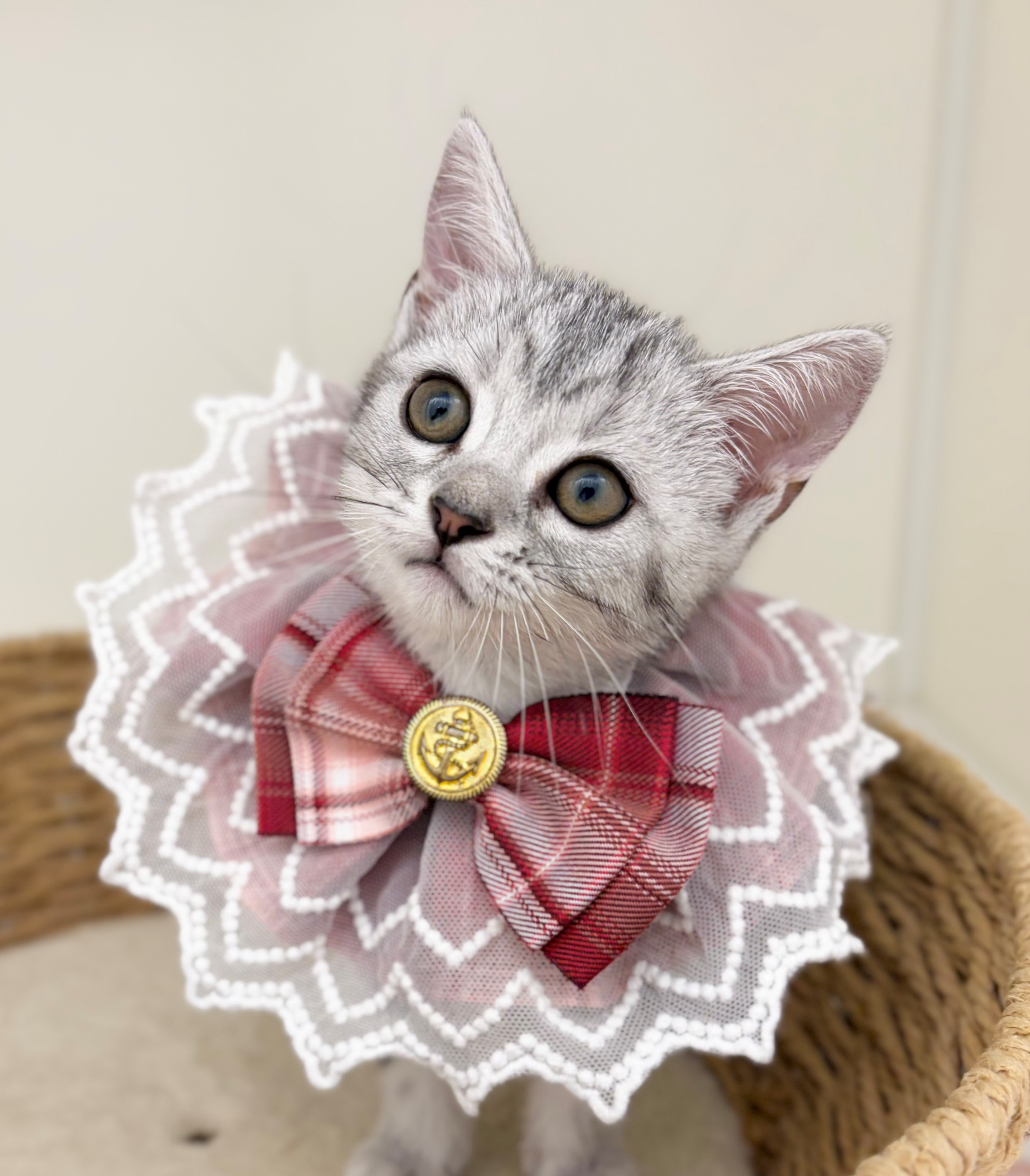 岐阜県のアメリカンショートヘアー (ペッツワン可児店/2026年5月1日生まれ/女の子/シルバー)の子猫の1枚目の画像