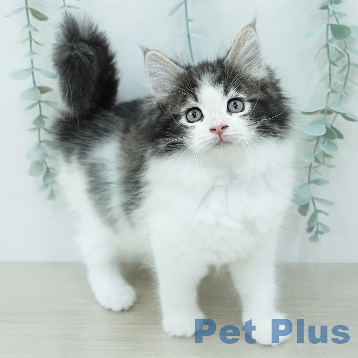 ノルウェイジャン・フォレスト・キャット - つくば店 | ペッツワン