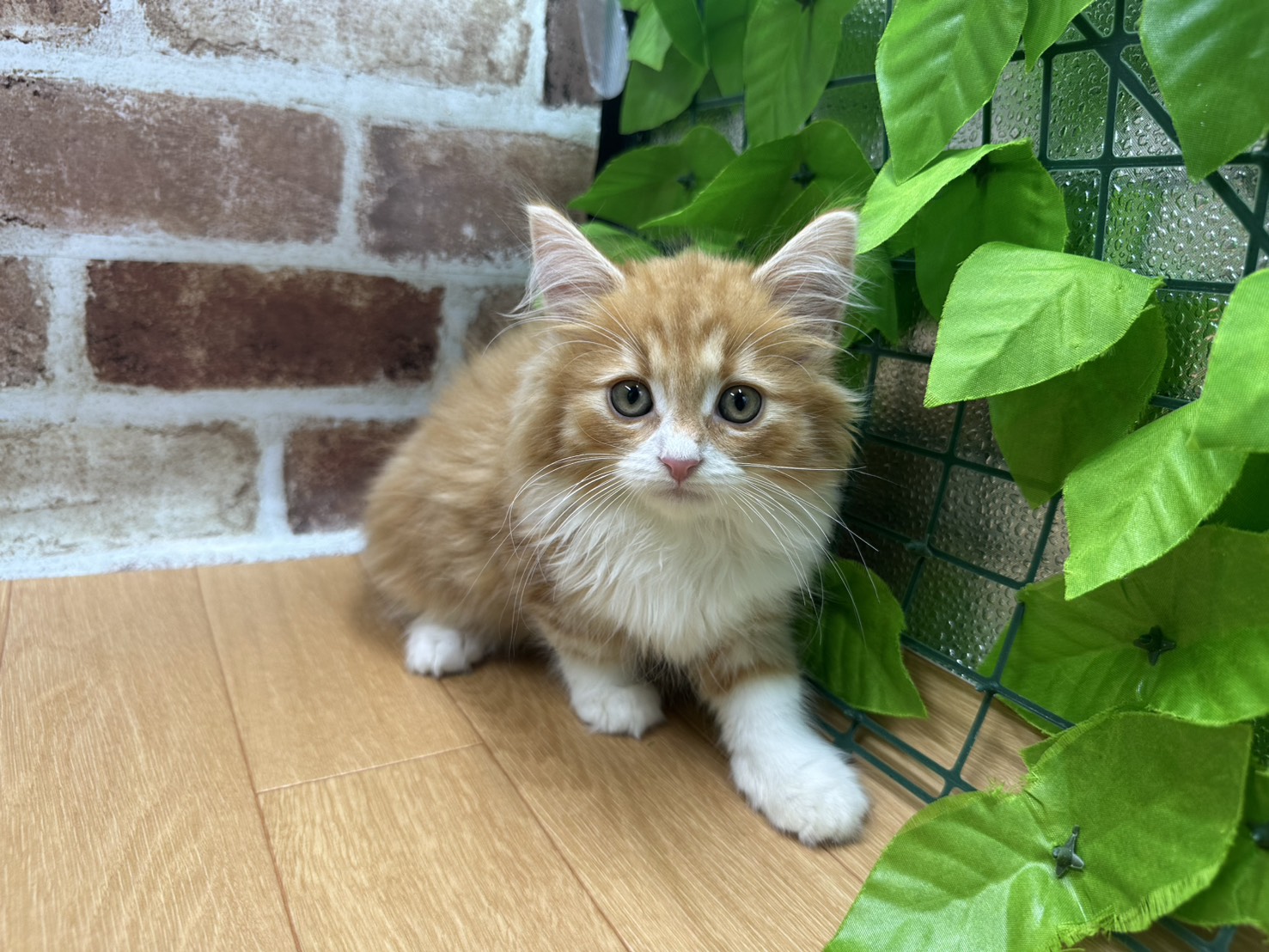 福島県のノルウェージャンフォレストキャット (ペッツワン白河モール店/2026年4月28日生まれ/男の子/レッドタビーホワイト)の子猫