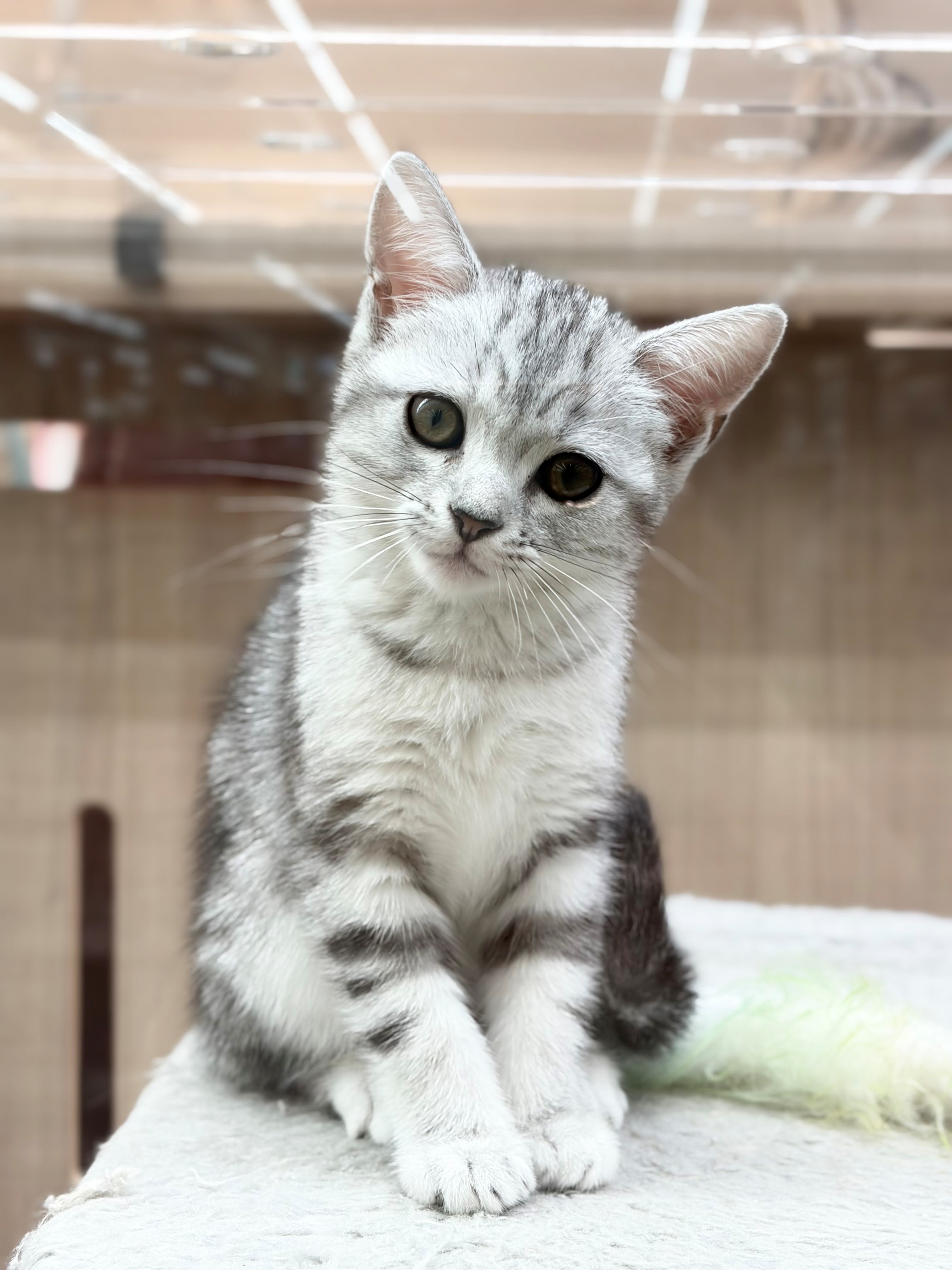 岐阜県のアメリカンショートヘアー (ペッツワン可児店/2026年5月1日生まれ/女の子/シルバー)の子猫の3枚目の画像