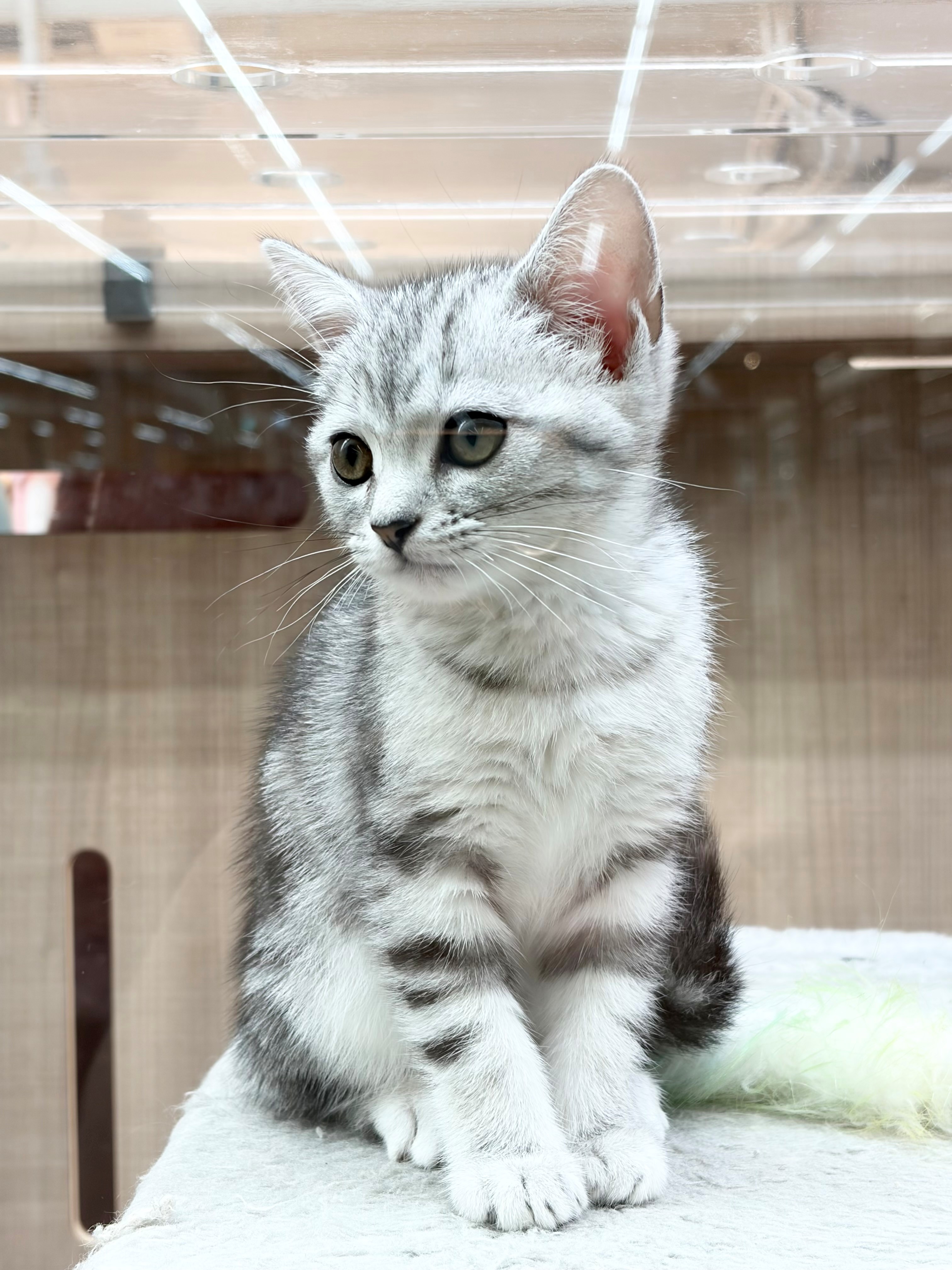 岐阜県のアメリカンショートヘアー (ペッツワン可児店/2026年5月1日生まれ/女の子/シルバー)の子猫の2枚目の画像