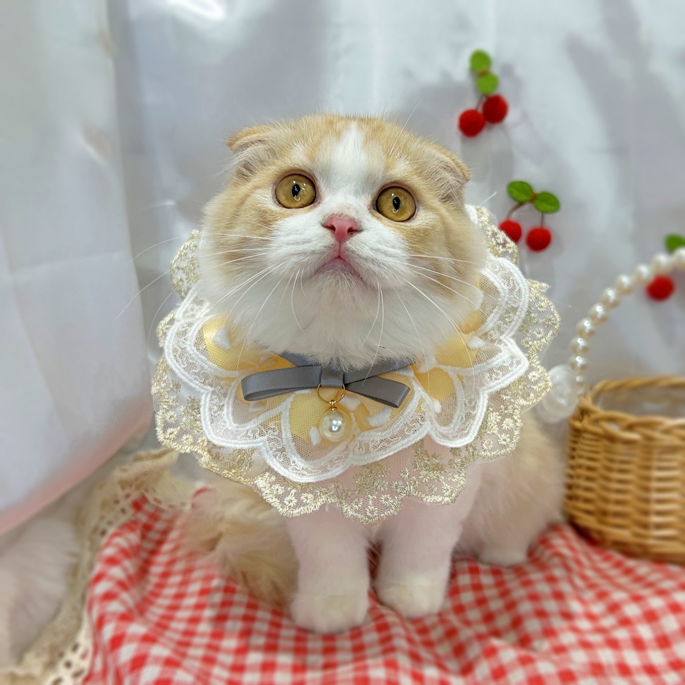 滋賀県のスコティッシュフォールド (ペッツワン堅田店/2026年3月8日生まれ/女の子/その他色)の子猫の1枚目の画像