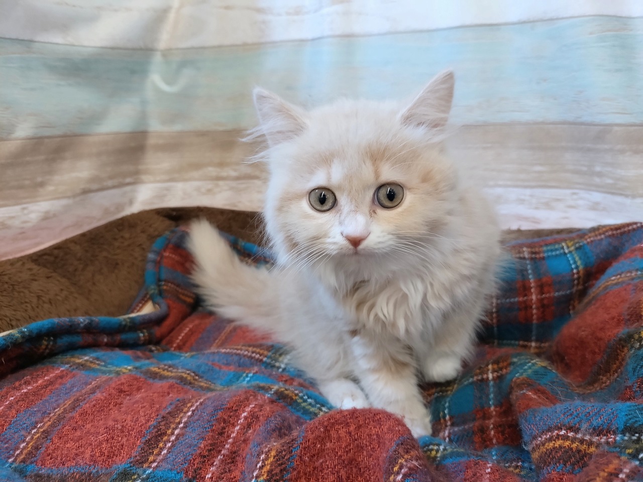 群馬県のマンチカン (ペッツワン青柳店/2026年4月21日生まれ/女の子/クリーム)の子猫の1枚目の画像