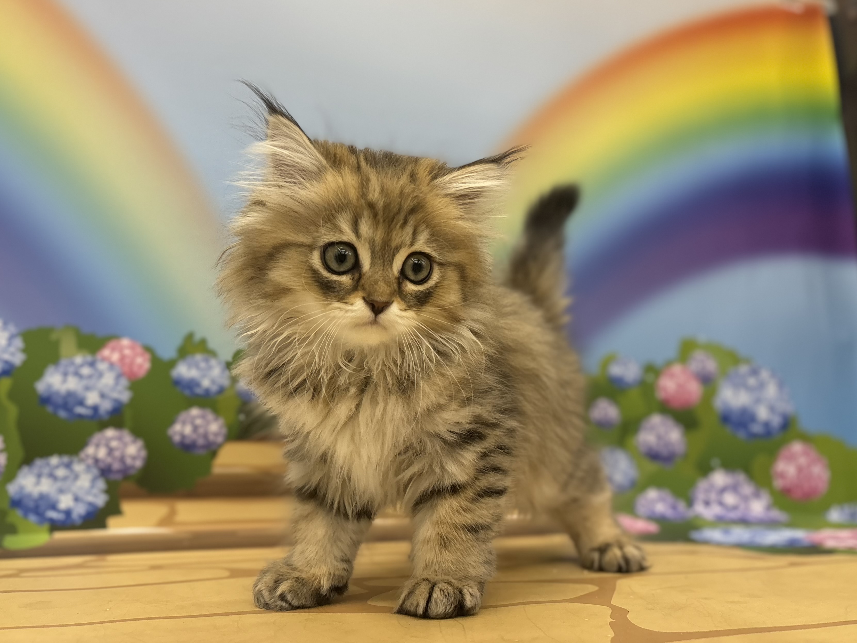 神奈川県のペルシャ (ペッツワン秦野店/2026年5月1日生まれ/男の子/チンチラゴールデン)の子猫の1枚目の画像