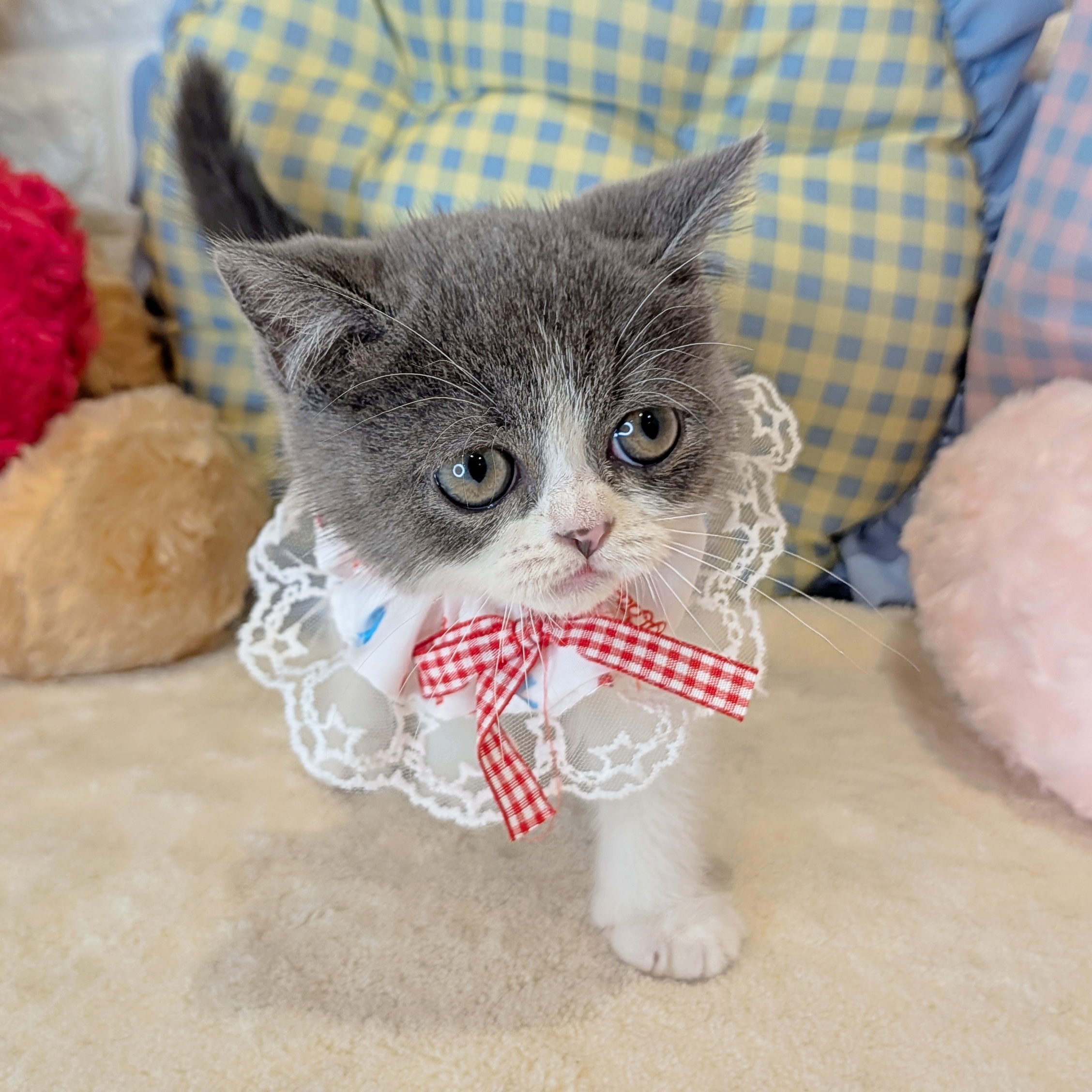 京都府のミヌエット (ペッツワン亀岡店/2026年4月14日生まれ/女の子/ブルーホワイト)の子猫の1枚目の画像