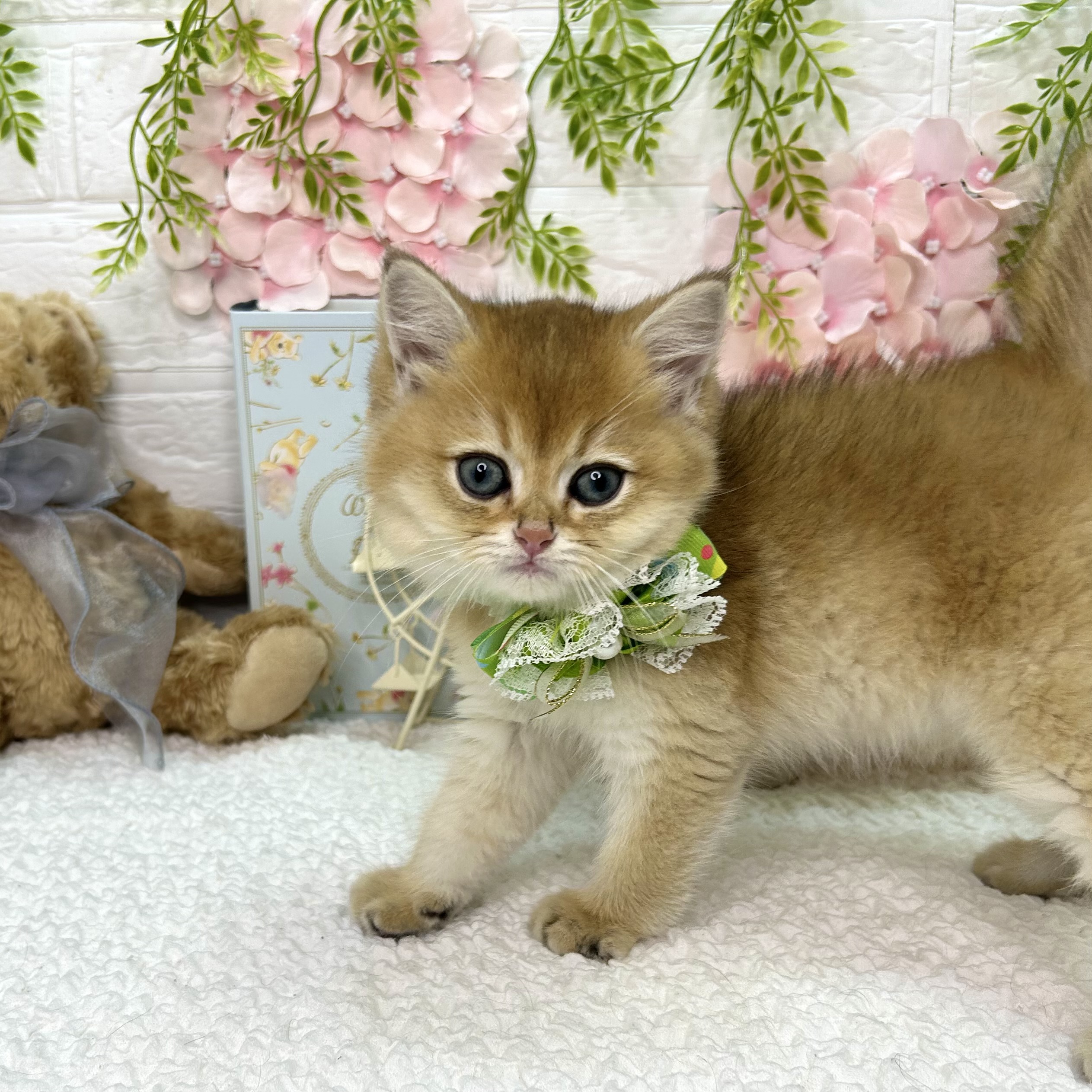 大阪府のブリティッシュショートヘアー (ペッツワン東大阪店/2026年4月9日生まれ/男の子/シェーデットゴールデン)の子猫の2枚目の画像