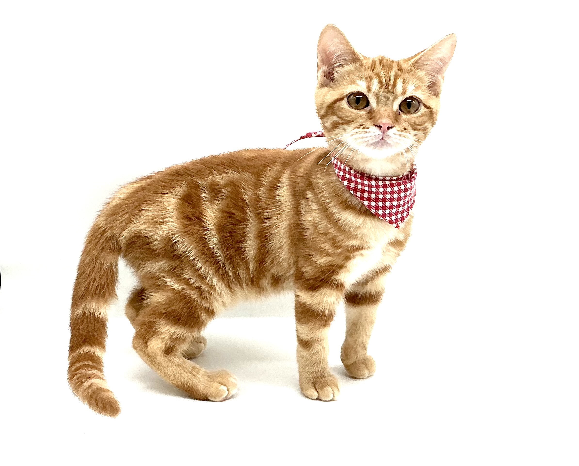 埼玉県のマンチカン (ペッツワン鶴ヶ島店/2026年3月8日生まれ/男の子/レッドタビー)の子猫の2枚目の画像