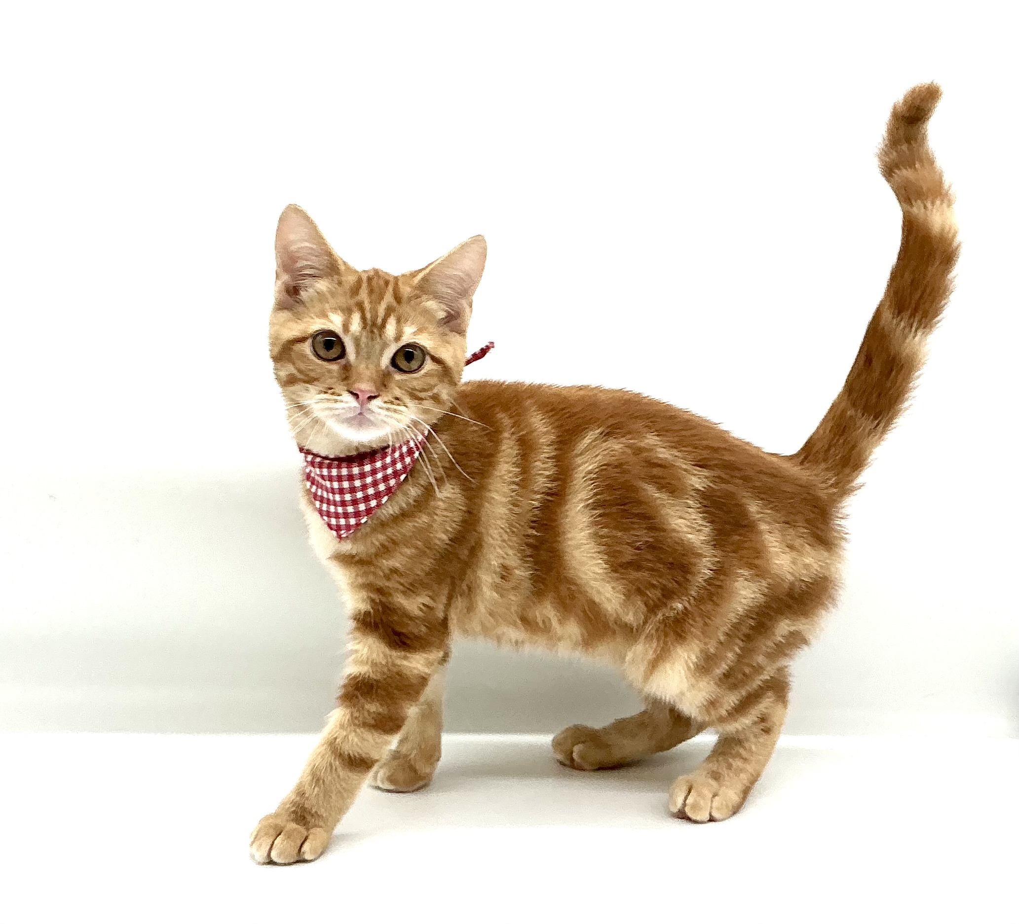 埼玉県のマンチカン (ペッツワン鶴ヶ島店/2026年3月8日生まれ/男の子/レッドタビー)の子猫の3枚目の画像