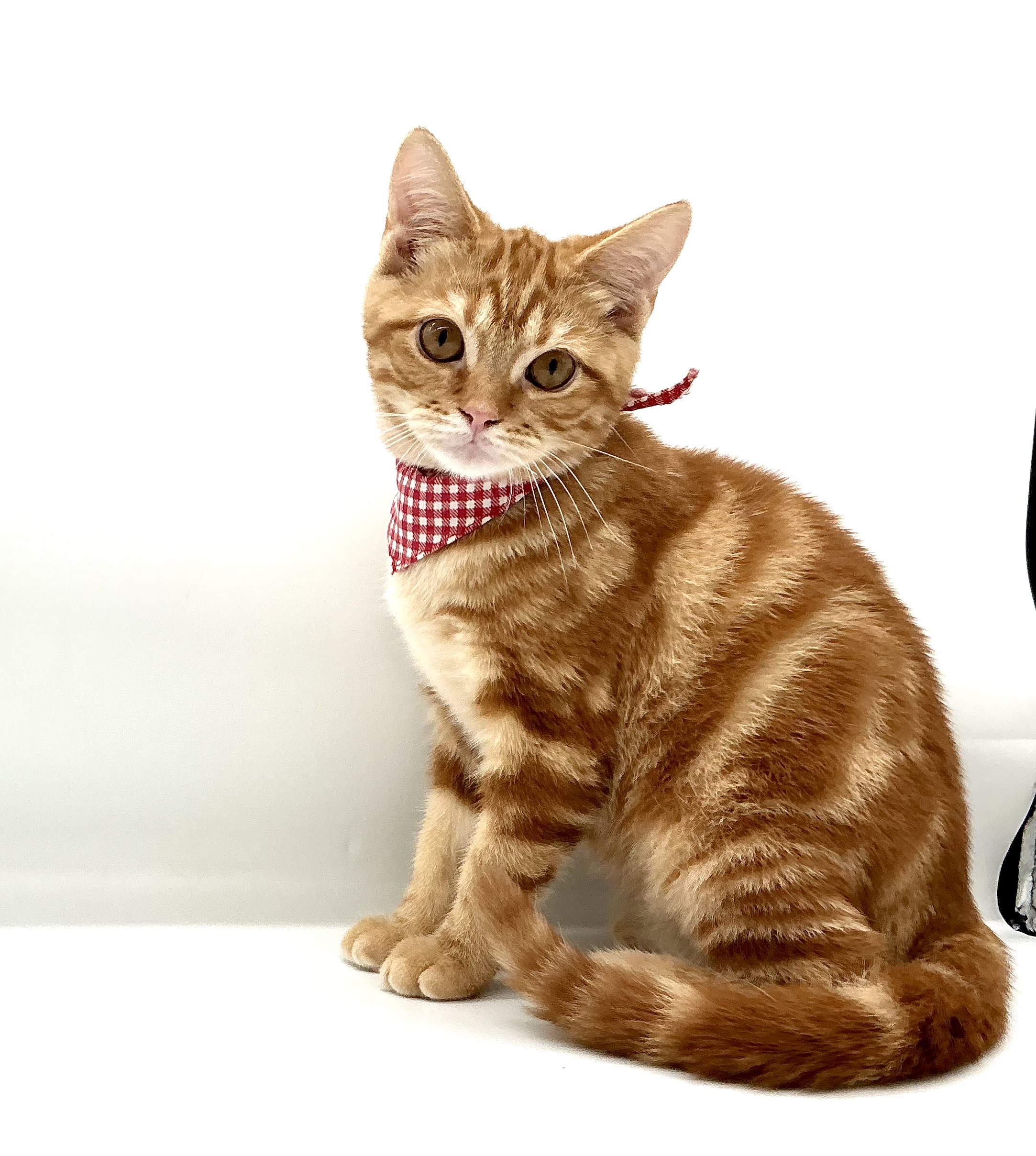 埼玉県のマンチカン (ペッツワン鶴ヶ島店/2026年3月8日生まれ/男の子/レッドタビー)の子猫の1枚目の画像