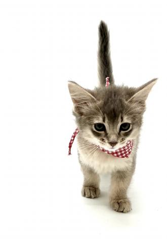 埼玉県のソマリ (ペッツワン鶴ヶ島店/2026年5月13日生まれ/女の子/ブルー)の子猫の1枚目の画像