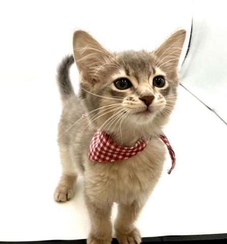 埼玉県のソマリ (ペッツワン鶴ヶ島店/2026年5月13日生まれ/女の子/ブルー)の子猫の2枚目の画像