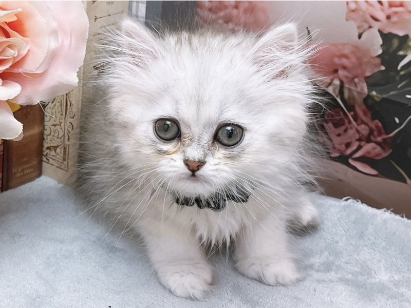 愛知県のペルシャ (ペッツワン豊田四郷店/2026年4月3日生まれ/男の子/チンチラシルバー)の子猫の2枚目の画像