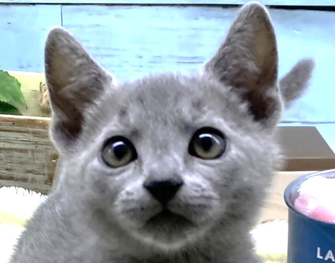 静岡県のロシアンブルー (ペッツワン藤枝店/2026年5月7日生まれ/女の子/ブルー)の子猫の2枚目の画像