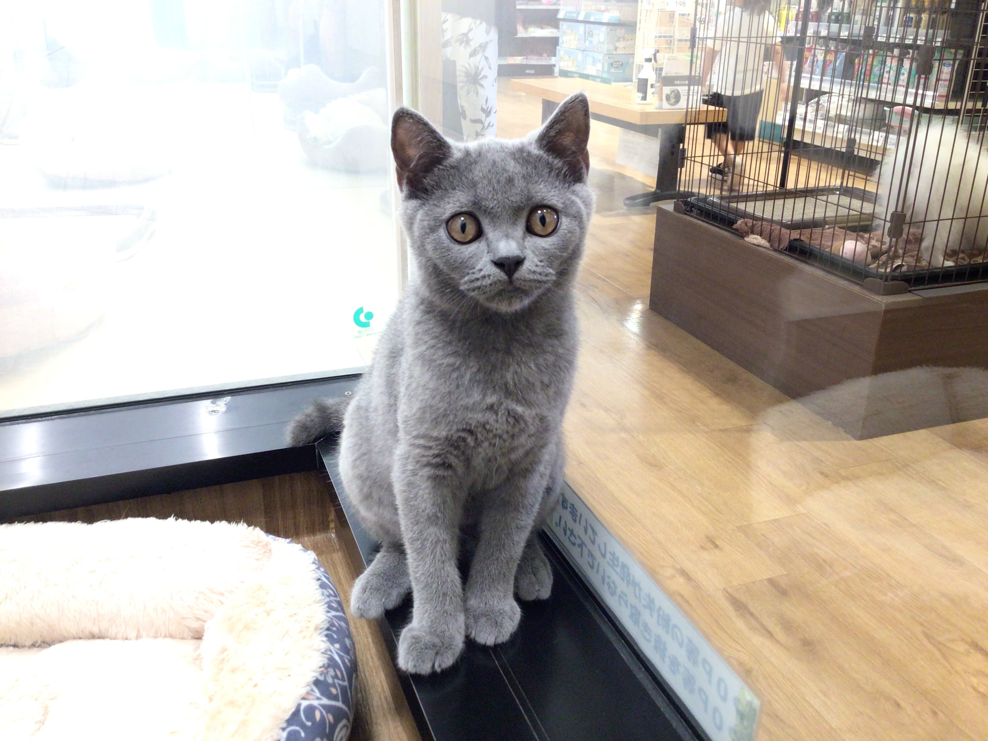 茨城県のブリティッシュショートヘアー (ペッツワン高萩店/2026年2月17日生まれ/男の子/ブルー)の子猫の3枚目の画像
