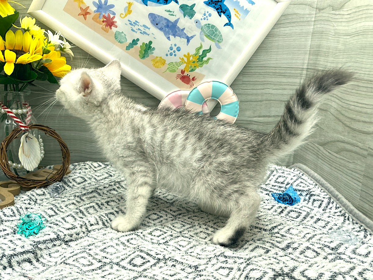 京都府のブリティッシュショートヘアー (ペッツワン木津川店/2026年5月22日生まれ/男の子/シェーデットシルバー)の子猫の3枚目の画像