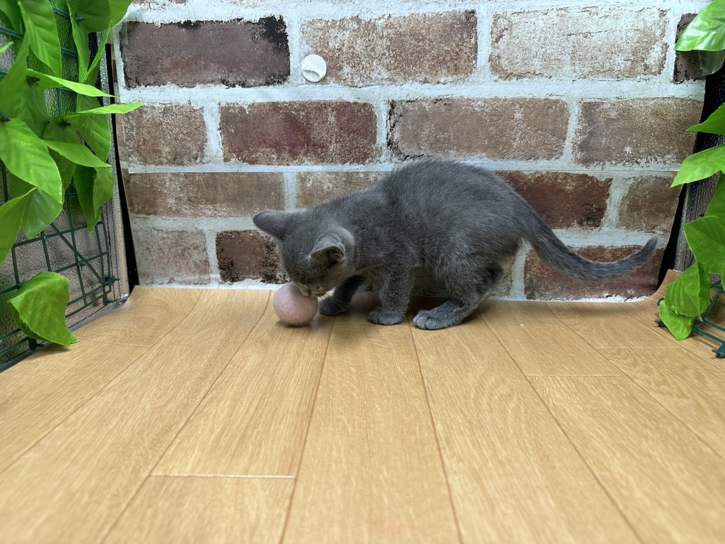 福島県のロシアンブルー (ペッツワン白河モール店/2026年5月7日生まれ/女の子/ブルー)の子猫の3枚目の画像