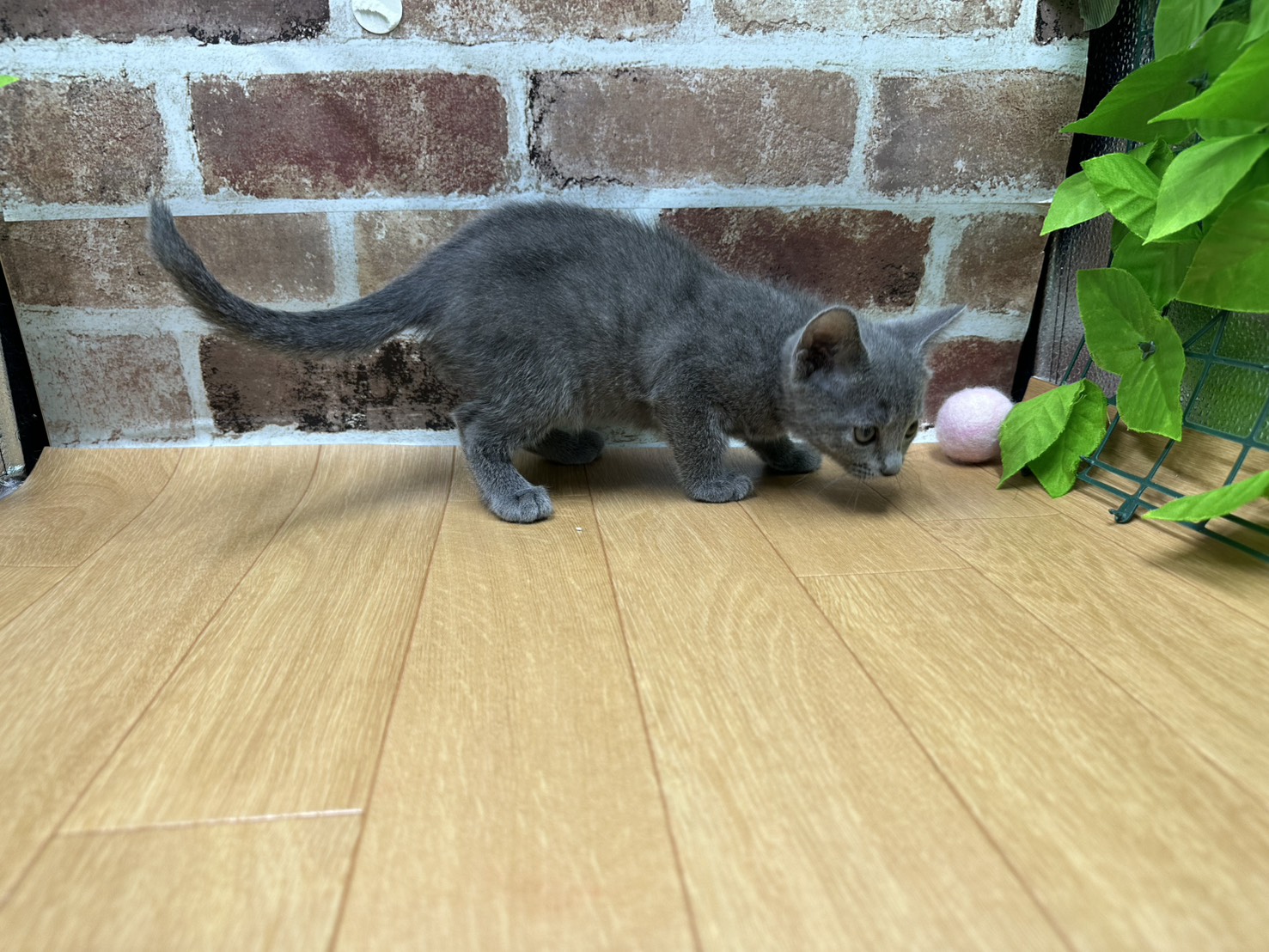 福島県のロシアンブルー (ペッツワン白河モール店/2026年5月7日生まれ/女の子/ブルー)の子猫の2枚目の画像