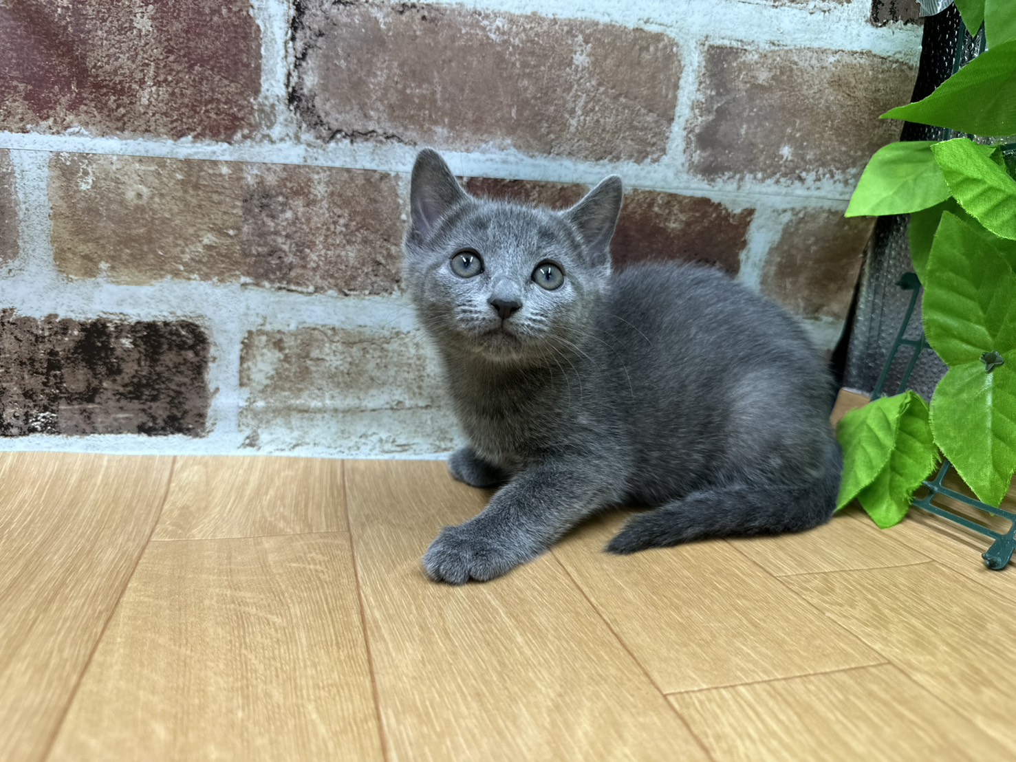 福島県のロシアンブルー (ペッツワン白河モール店/2026年5月7日生まれ/女の子/ブルー)の子猫の1枚目の画像