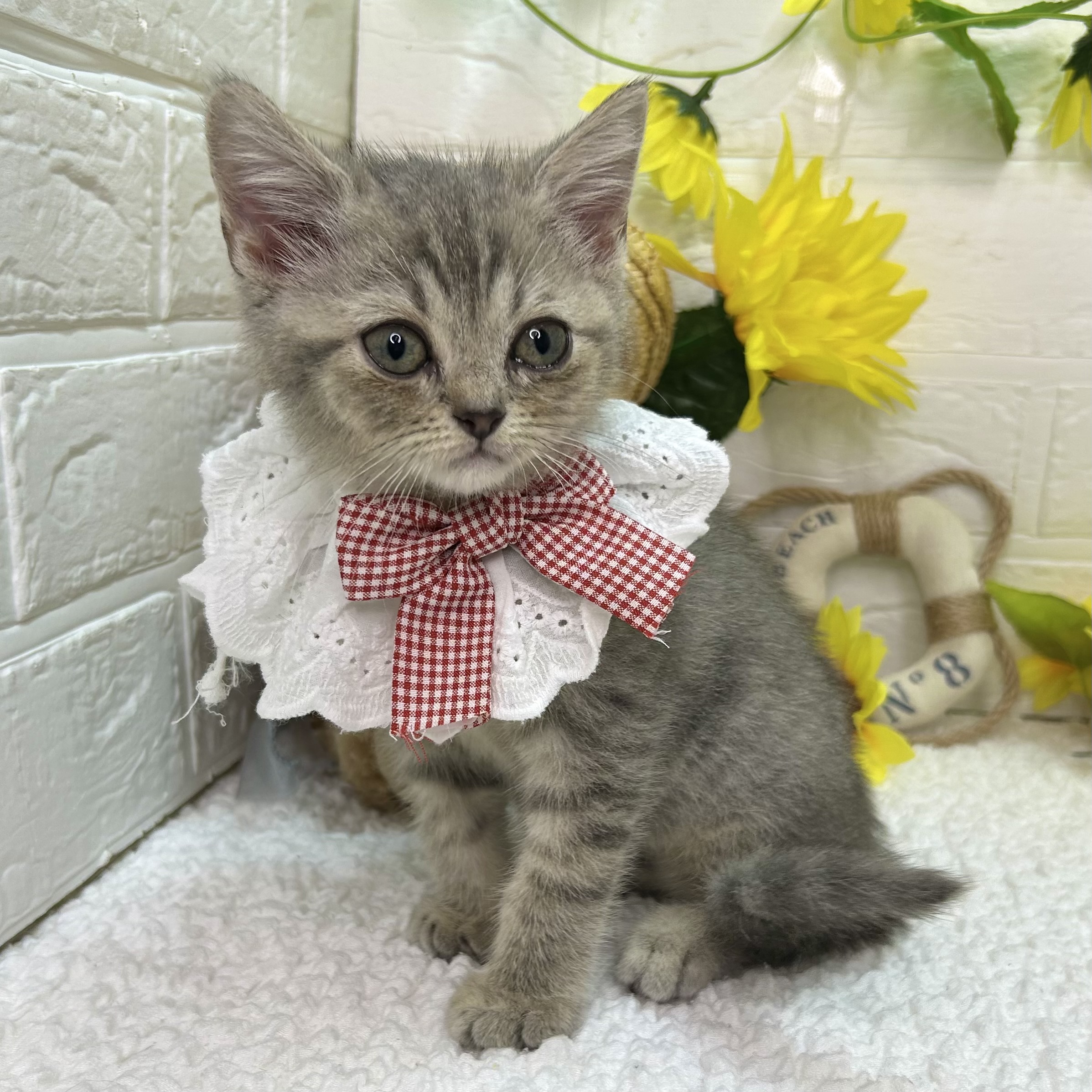 大阪府のマンチカン (ペッツワン東大阪店/2026年6月1日生まれ/女の子/ブルータビー)の子猫の3枚目の画像