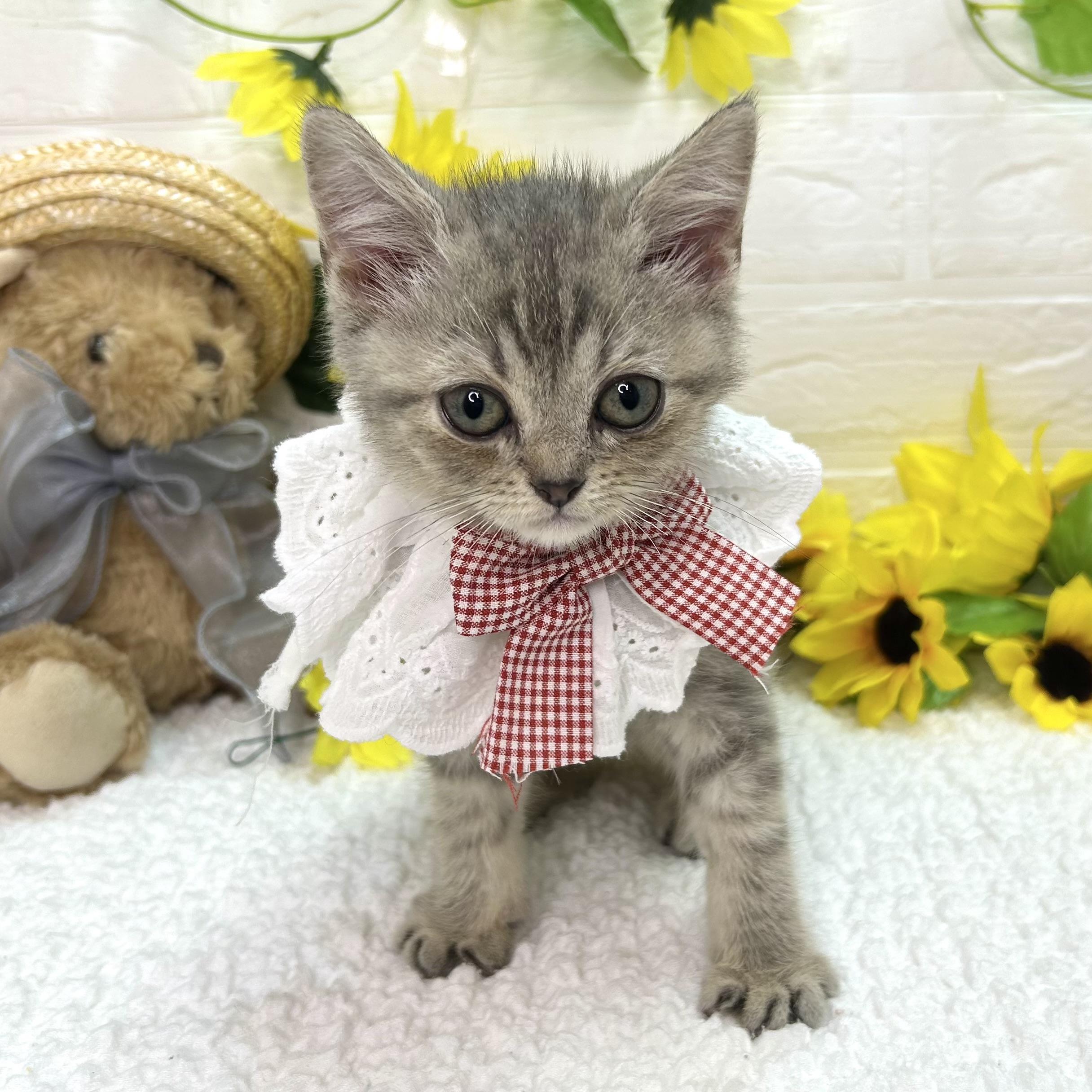 大阪府のマンチカン (ペッツワン東大阪店/2026年6月1日生まれ/女の子/ブルータビー)の子猫の1枚目の画像