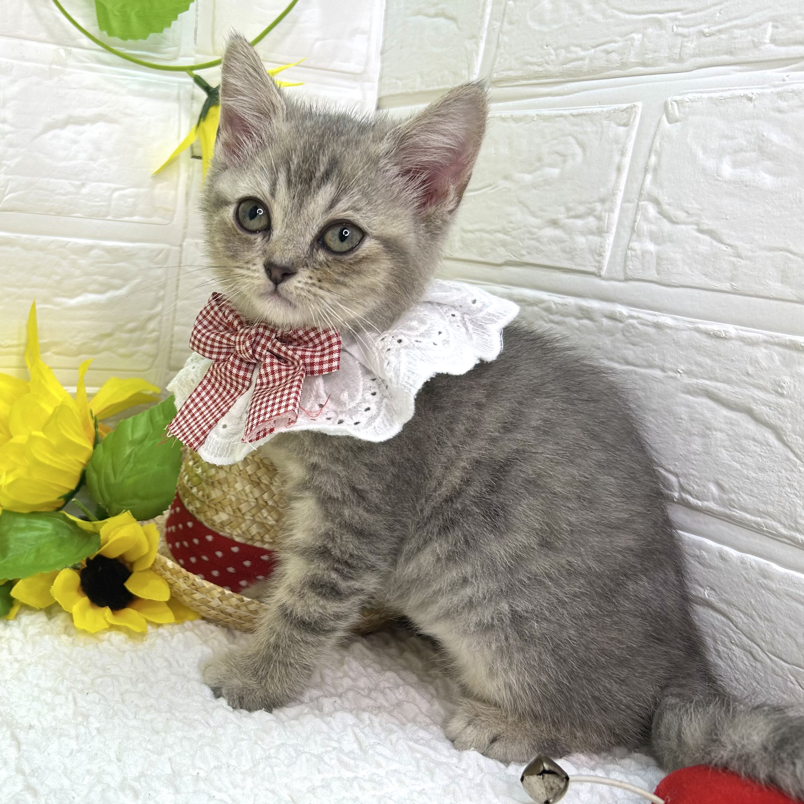 大阪府のマンチカン (ペッツワン東大阪店/2026年6月1日生まれ/女の子/ブルータビー)の子猫の2枚目の画像