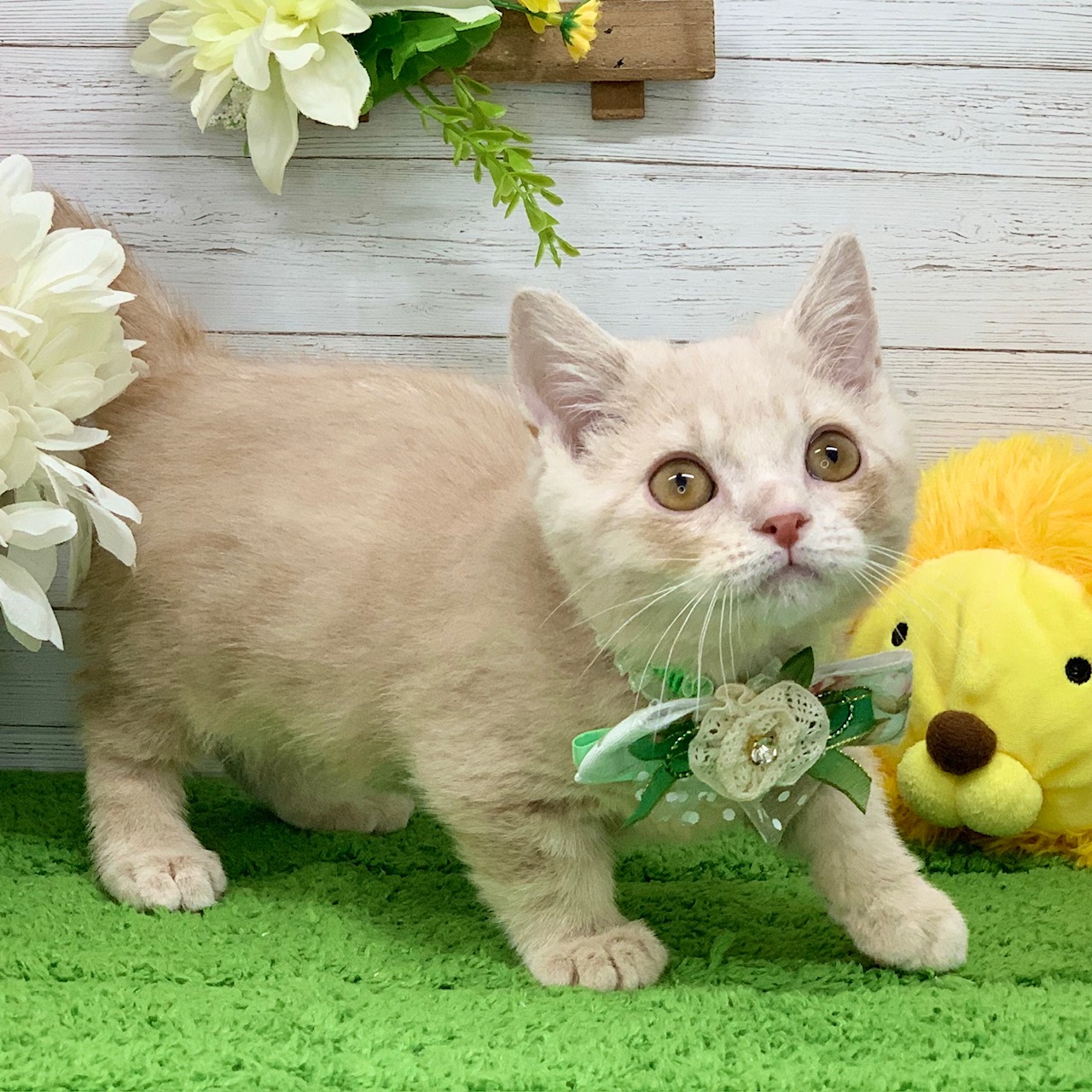 兵庫県のマンチカン (ペッツワン神戸ひよどり台店/2026年6月1日生まれ/男の子/クリームタビー)の子猫の3枚目の画像
