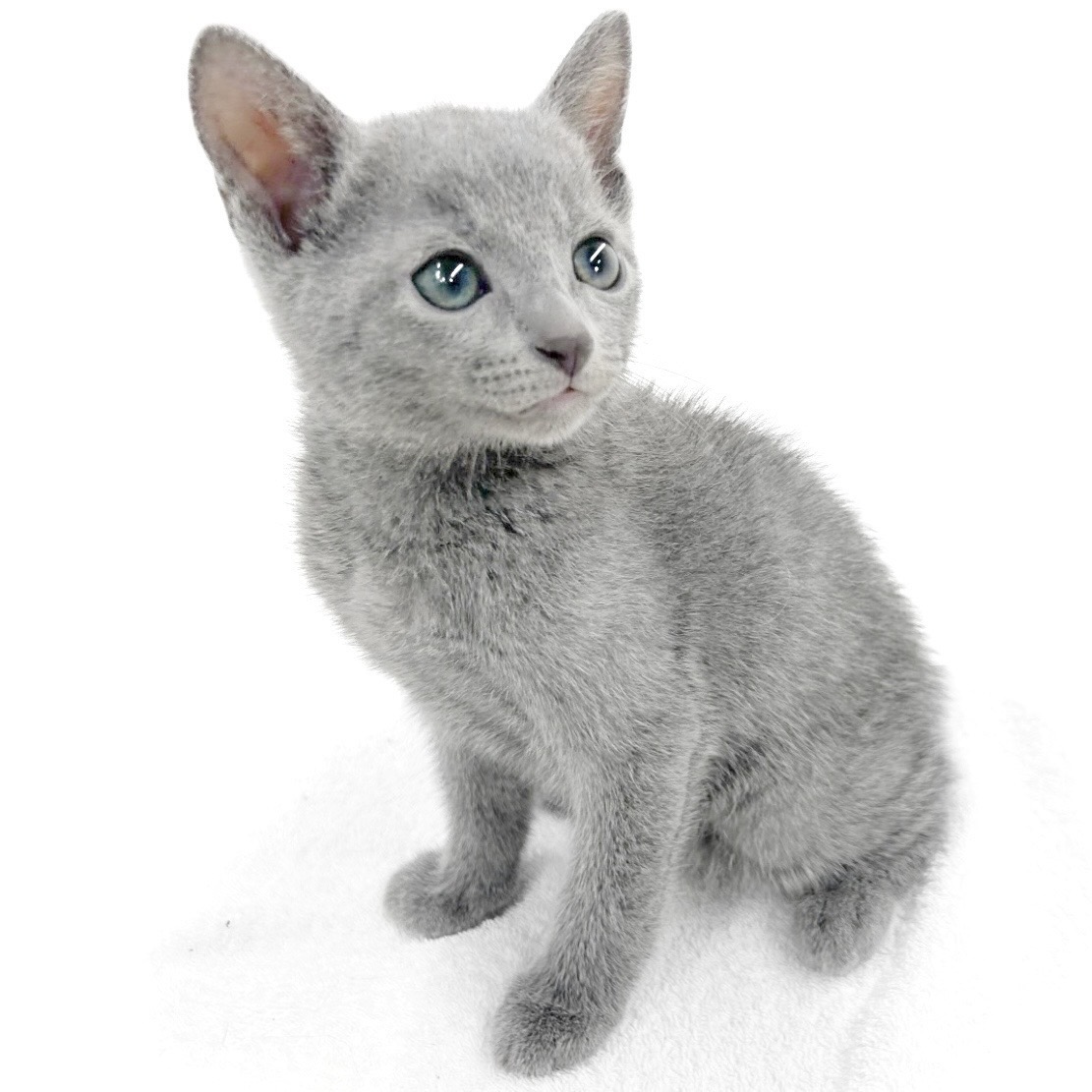 神奈川県のロシアンブルー (ペッツワン城山店/2026年5月27日生まれ/男の子/ブルー)の子猫