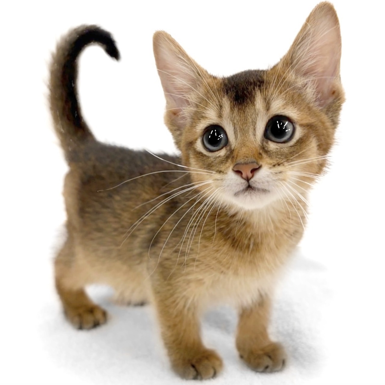 神奈川県のソマリ (ペッツワン城山店/2026年5月27日生まれ/男の子/ルディ)の子猫