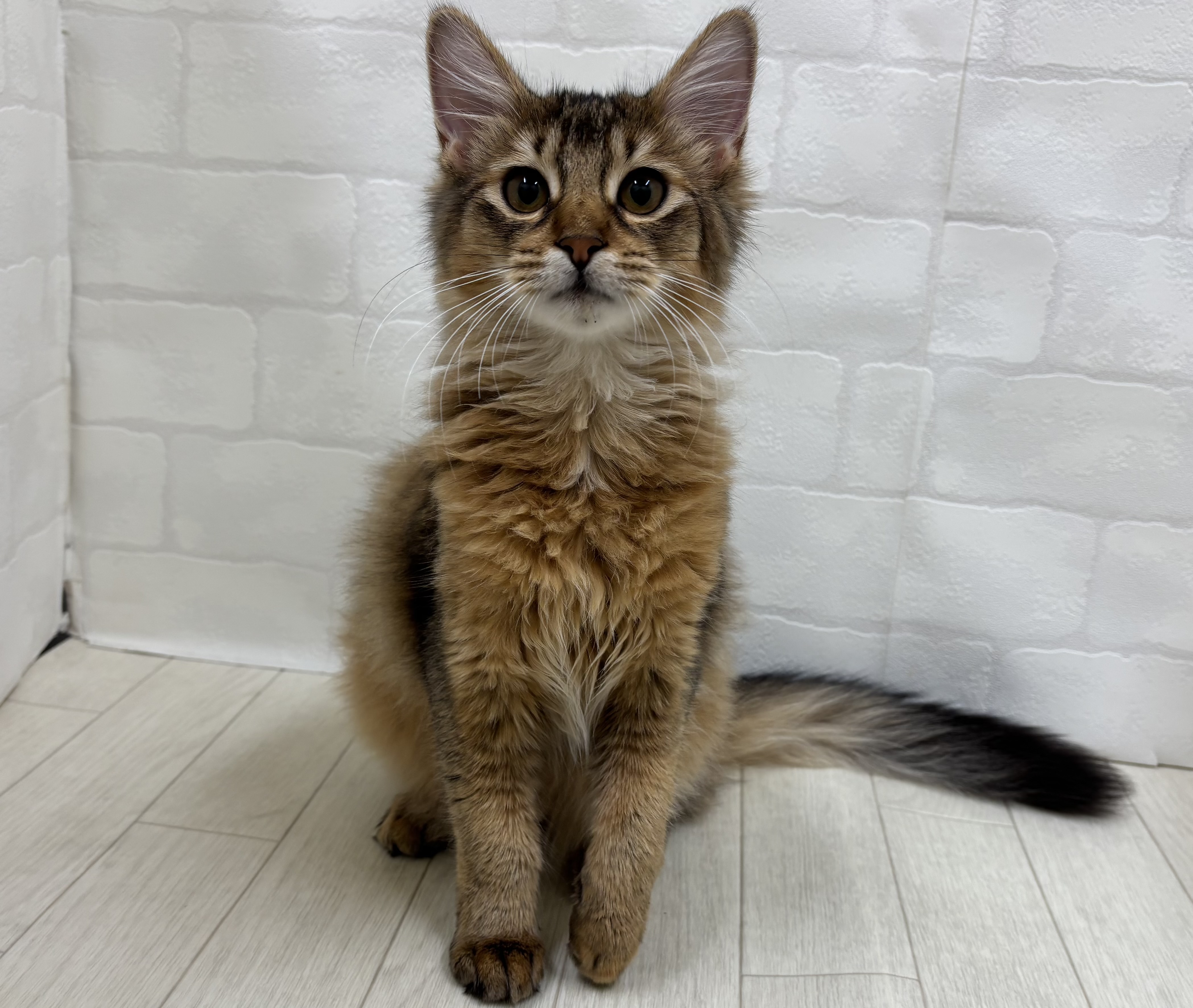 埼玉県のソマリ (ペッツワン大利根店/2026年3月21日生まれ/女の子/ルディ)の子猫の1枚目の画像