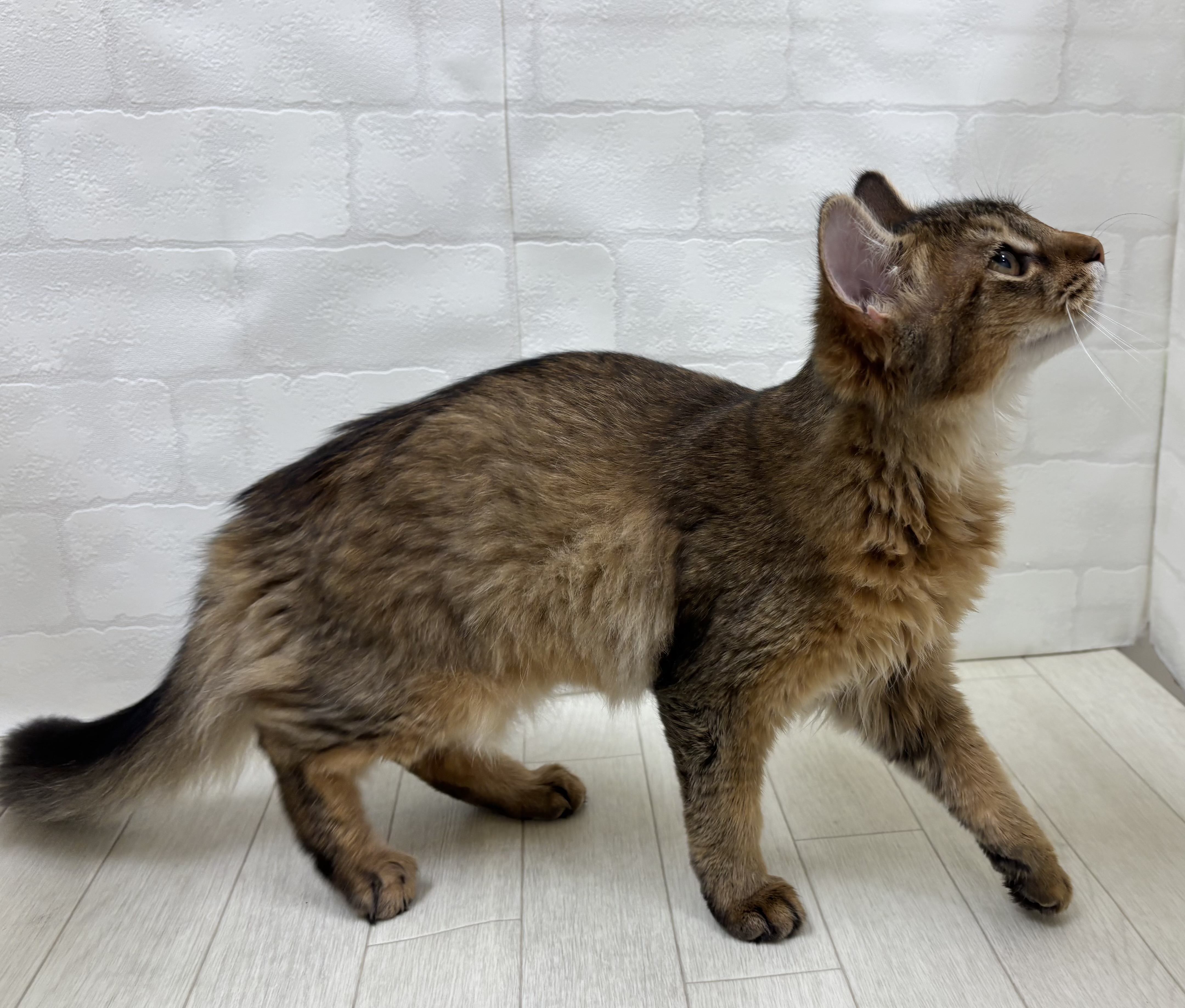 埼玉県のソマリ (ペッツワン大利根店/2026年3月21日生まれ/女の子/ルディ)の子猫の3枚目の画像
