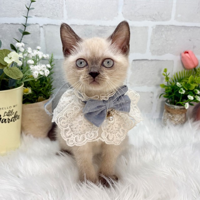 大阪府のマンチカン (ペッツワン高槻店/2026年6月7日生まれ/男の子/ブルーポイント)の子猫の1枚目の画像