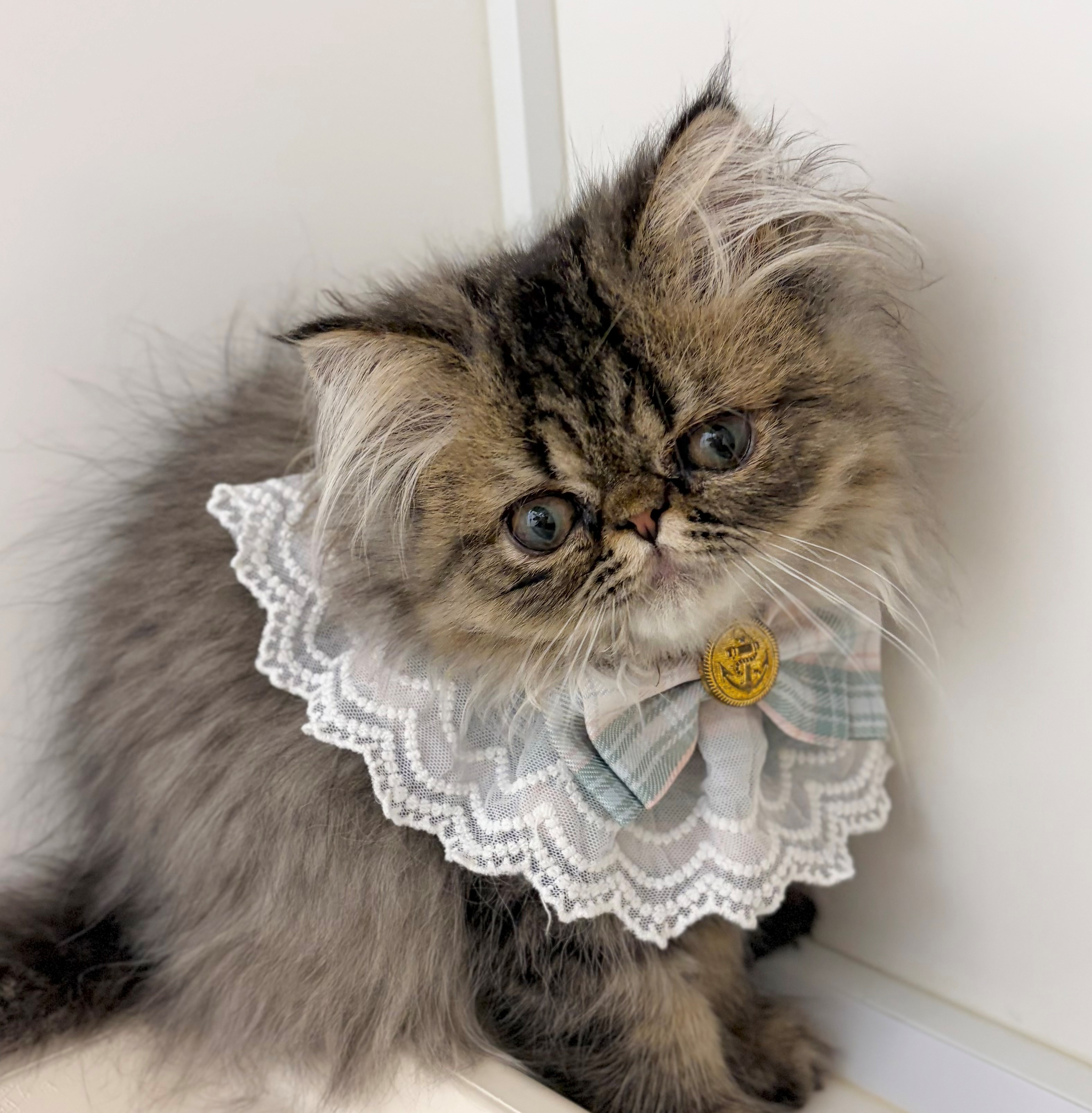 岐阜県のエキゾチック (ペッツワン可児店/2026年5月19日生まれ/男の子/ブラウンタビー)の子猫の1枚目の画像
