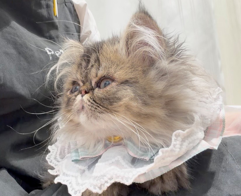 岐阜県のエキゾチック (ペッツワン可児店/2026年5月19日生まれ/男の子/ブラウンタビー)の子猫の2枚目の画像