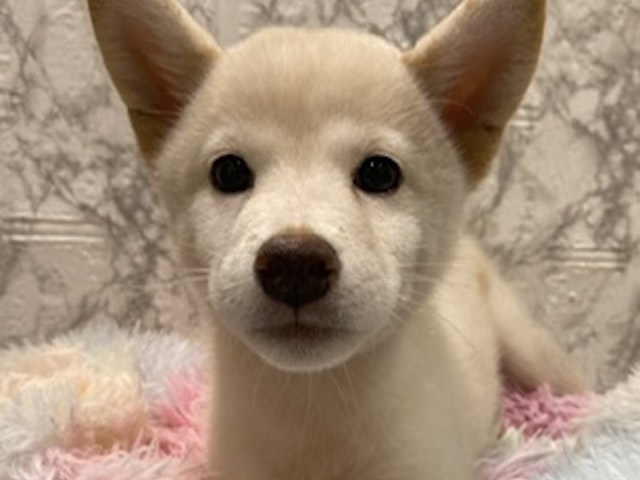 栃木県の柴犬 (ペッツワン大田原店/2023年6月24日生まれ/女の子/ホワイト(白))の子犬
