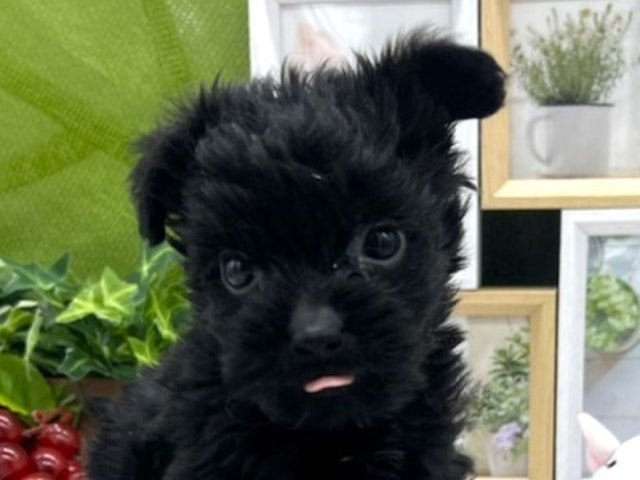 静岡県のハーフ犬 (ペッツワン掛川店/2023年8月16日生まれ/男の子/ブラック(黒))の子犬