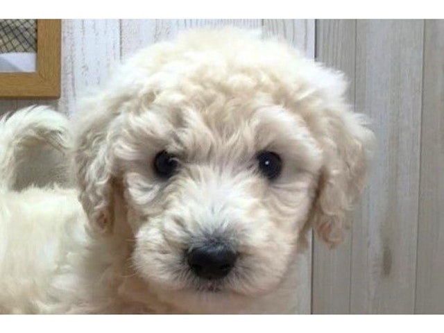 滋賀県のスタンダードプードル (ペッツワン彦根店/2023年8月26日生まれ/男の子/ホワイト(白))の子犬