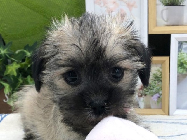 静岡県のハーフ犬 (ペッツワン掛川店/2023年8月26日生まれ/男の子/フォーン)の子犬