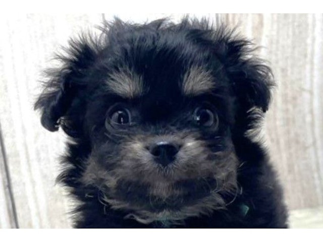 滋賀県のハーフ犬 (ペッツワン彦根店/2023年9月3日生まれ/男の子/ブラックタンホワイト)の子犬