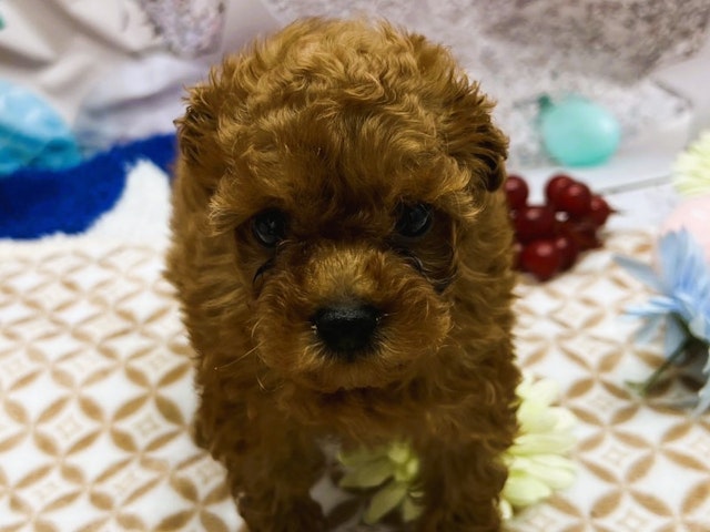 静岡県のハーフ犬 (ペッツワン富士宮小泉店/2023年9月9日生まれ/男の子/レッド(赤))の子犬