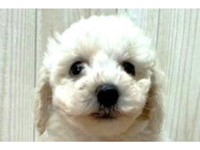 滋賀県のビションフリーゼ (ペッツワン彦根店/2023年7月16日生まれ/男の子/ホワイト(白))の子犬