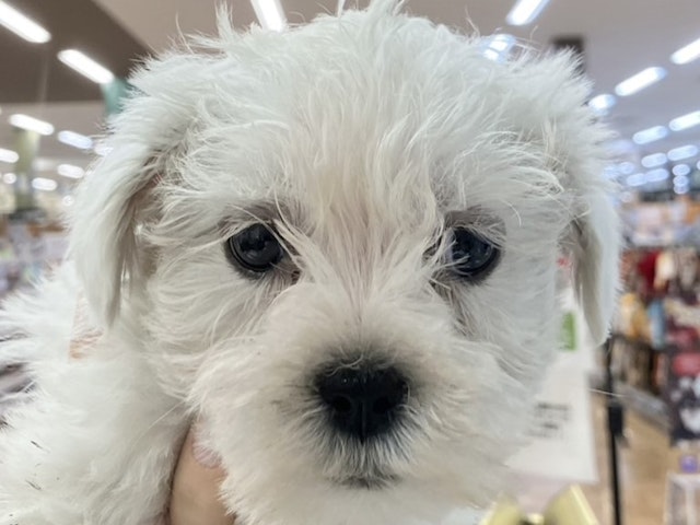 千葉県のハーフ犬 (ペッツワン佐倉店/2023年9月7日生まれ/男の子/ホワイト(白))の子犬