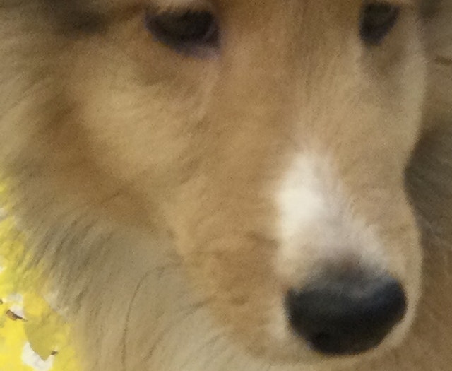 愛知県のシェットランドシープドッグ (ペッツワン名古屋大高インター店/2023年8月13日生まれ/男の子/セーブルホワイト)の子犬