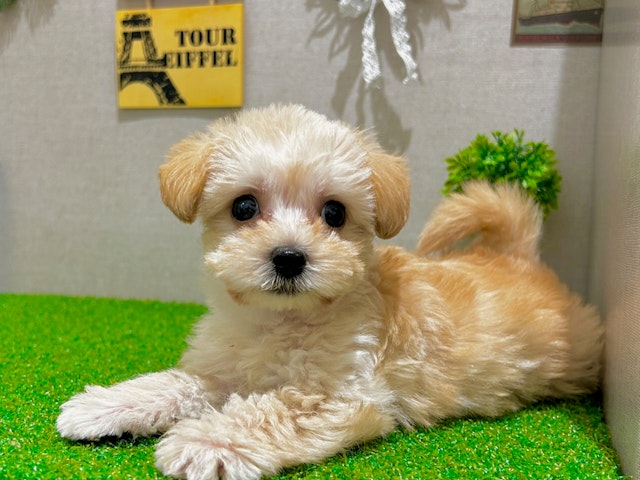 茨城県のハーフ犬 (ペッツワン水戸店/2023年9月13日生まれ/女の子/クリーム)の子犬