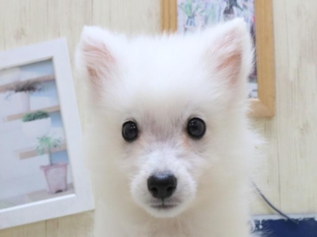 愛知県の日本スピッツ (ペッツワン小牧店/2023年9月16日生まれ/男の子/ホワイト(白))の子犬