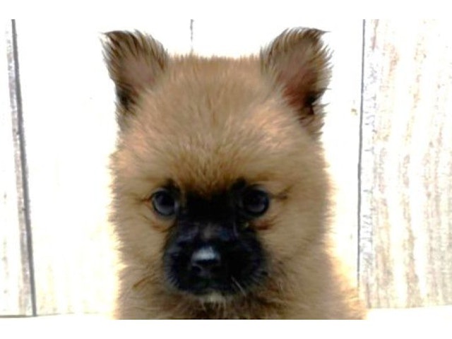 滋賀県のハーフ犬 (ペッツワン彦根店/2023年7月30日生まれ/男の子/ブラウン(茶))の子犬