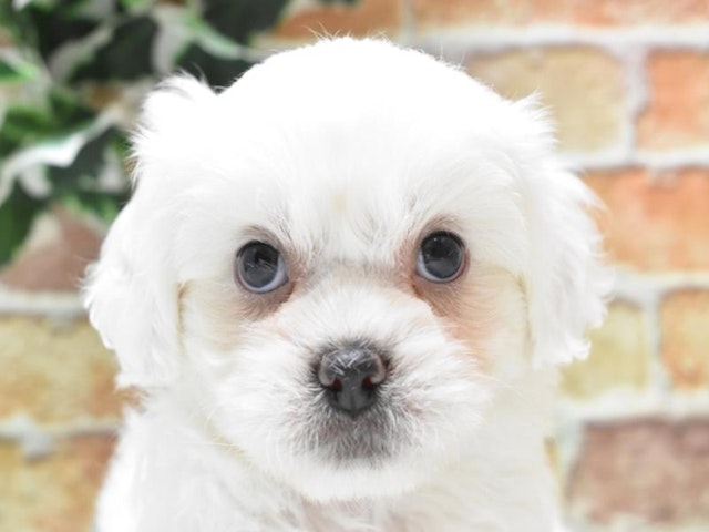 沖縄県のハーフ犬 (ペッツワンFCサンプラザ糸満店/2023年8月21日生まれ/男の子/ホワイト(白))の子犬