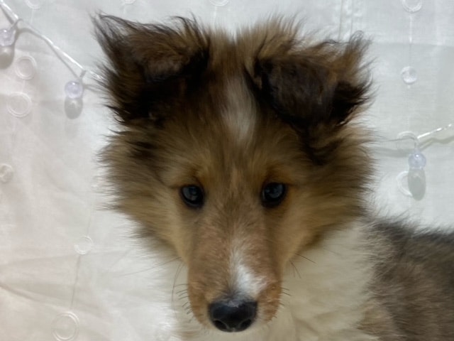 宮城県のシェットランドシープドッグ (ペッツワン仙台港店/2023年9月5日生まれ/男の子/セーブルホワイト)の子犬